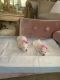 Maltese Puppies for sale in Jessup, MD 20794, USA. price: $1,600