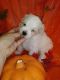 Maltese Puppies for sale in Baxley, GA 31513, USA. price: $600