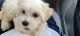 Maltese Puppies for sale in Arlington, VA, USA. price: $850