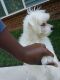 Maltese Puppies for sale in Newport News, VA, USA. price: NA