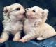 Maltese Puppies for sale in TX-78, Dallas, TX, USA. price: NA