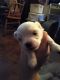 Maltese Puppies for sale in Coupland, TX 78615, USA. price: NA