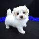 Maltese Puppies for sale in Palmdale, CA 93550, USA. price: $800