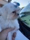 Maltese Puppies for sale in Orland Park, IL 60467, USA. price: $2,900