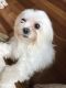 Maltese Puppies for sale in Orland Park, IL 60467, USA. price: NA