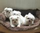 Maltese Puppies for sale in 02906 Sereno Ln, Fort Worth, TX 76244, USA. price: NA