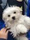 Maltese Puppies for sale in Union, KY 41091, USA. price: $1,000