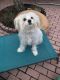 Maltese Puppies for sale in Jupiter, FL, USA. price: $500