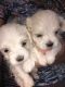 Maltese Puppies for sale in Moselle, MS 39459, USA. price: $1