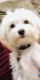 Maltese Puppies for sale in Greer, SC, USA. price: NA