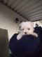 Maltese Puppies for sale in Clayton, MO, USA. price: NA