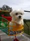 Maltese Puppies for sale in Addison, AL 35540, USA. price: $800