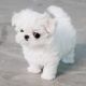 Maltese Puppies for sale in Dickson, TN, USA. price: NA