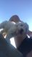 Maltese Puppies for sale in Mansfield, OH, USA. price: NA