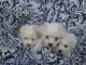 Maltese Puppies for sale in Liberty St, Waynesboro, GA 30830, USA. price: $1,500