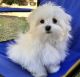 Maltese Puppies for sale in 4506 Carambola Cir S, Coconut Creek, FL 33066, USA. price: NA