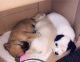 Maltese Puppies for sale in Dairy Ashford Rd, Stafford, TX, USA. price: NA