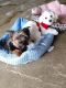 Maltese Puppies for sale in Dover, DE, USA. price: $800