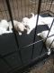 Maltese Puppies for sale in Dearborn Heights, MI, USA. price: $700