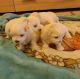 Maltese Puppies for sale in Jacksonville, NC, USA. price: NA
