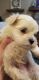 Maltese Puppies for sale in Collinsville, IL, USA. price: NA