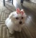 Maltese Puppies for sale in 1986 E 3rd St, Brooklyn, NY 11223, USA. price: $1,000