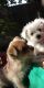 Maltese Puppies for sale in Weatherford, TX, USA. price: NA