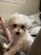 Maltese Puppies for sale in Oceanside, NY 11572, USA. price: $500