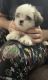 Maltese Puppies for sale in Newark, NJ, USA. price: $690