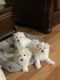 Maltese Puppies for sale in Edinburgh, IN 46124, USA. price: NA