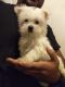 Maltese Puppies for sale in Dix Hills, NY, USA. price: NA