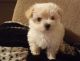 Maltese Puppies for sale in Clayton, MO, USA. price: NA