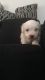 Maltese Puppies for sale in Dearborn Heights, MI, USA. price: $579