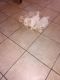 Maltese Puppies for sale in Dearborn Heights, MI, USA. price: $570