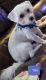 Maltese Puppies for sale in Schenectady, NY, USA. price: NA