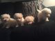 Maltese Puppies for sale in Dearborn Heights, MI, USA. price: $470
