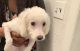 Maltese Puppies for sale in Philadelphia, PA, USA. price: $450