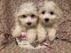 Maltese Puppies for sale in West Bloomfield Township, MI, USA. price: NA