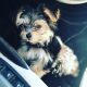 Maltese Puppies for sale in Suffolk County, NY, USA. price: NA