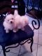 Maltese Puppies for sale in Dearborn Heights, MI, USA. price: $500