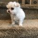 Maltese Puppies for sale in Lakewood, CA, USA. price: NA