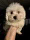 Maltese Puppies for sale in Brentwood, NY 11717, USA. price: NA