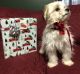 Maltese Puppies for sale in Fredericktown, OH 43019, USA. price: $1,200