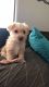 Maltese Puppies for sale in Goodyear, AZ 85395, USA. price: NA