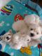 Maltese Puppies for sale in Sarasota, FL, USA. price: NA