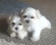 Maltese Puppies for sale in Sylva, NC 28779, USA. price: $1,500