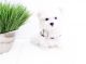 Maltese Puppies for sale in 114-34 121st St, Jamaica, NY 11420, USA. price: NA