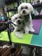 Maltese Puppies for sale in Pottstown, PA 19464, USA. price: $450
