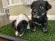Maltese Puppies for sale in Anaheim, CA 92805, USA. price: $350
