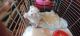 Maltese Puppies for sale in Seattle, WA, USA. price: $650